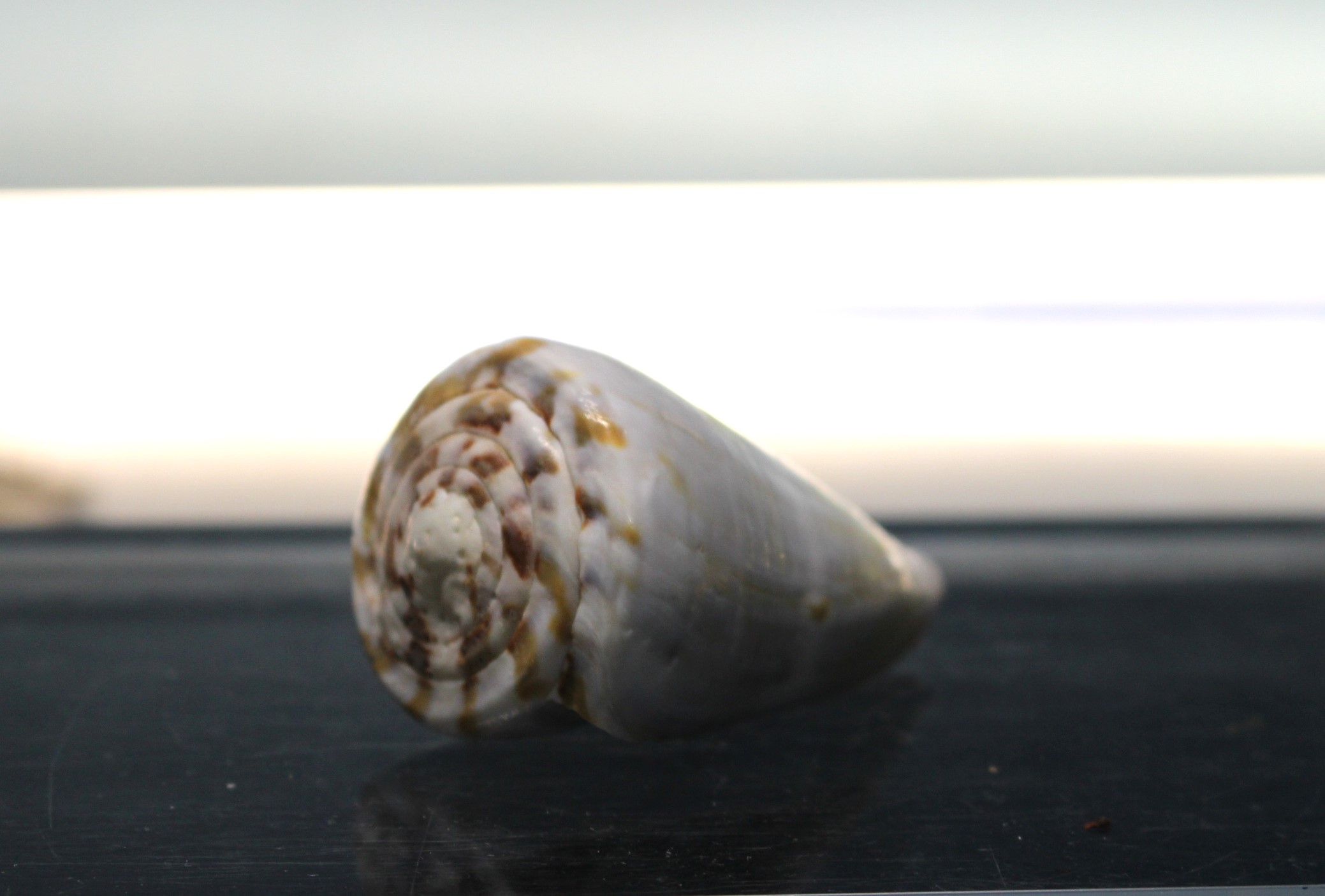 IMG_2084 Concha de Caracol marino, Conus namocanus o Flavidus, 60 mm. - Imagen 7