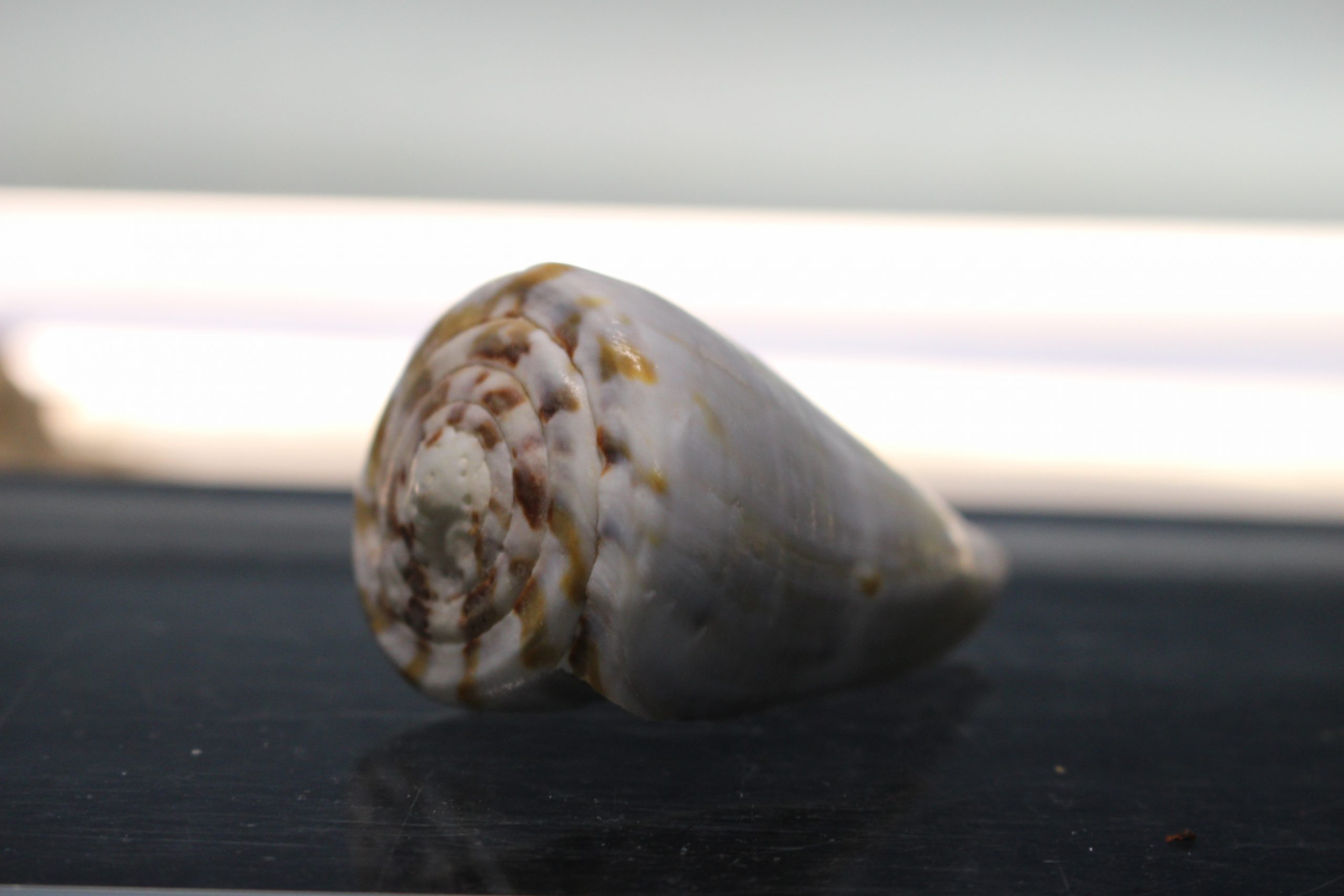 IMG_2085 Concha de Caracol marino, Conus namocanus o Flavidus, 60 mm. - Imagen 6