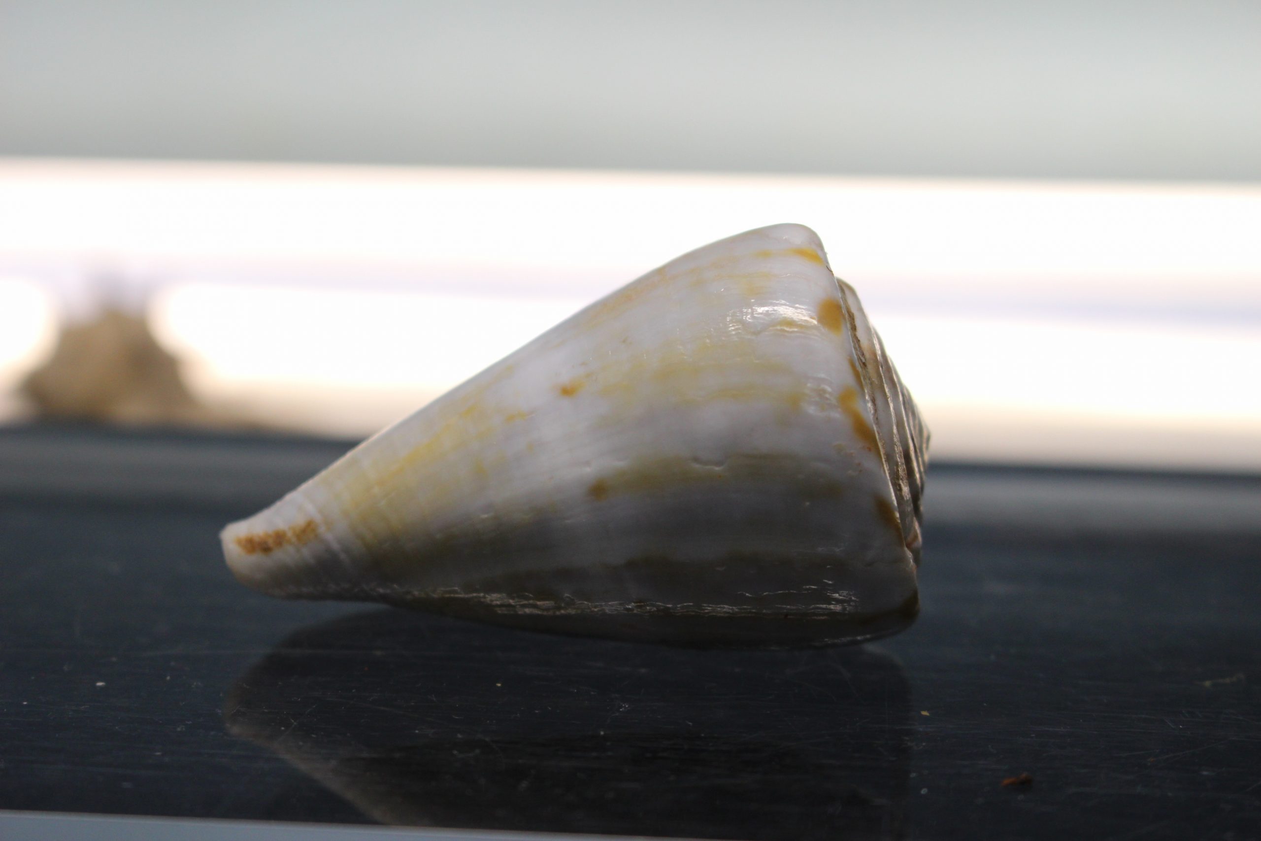 IMG_2087 Concha de Caracol marino, Conus namocanus o Flavidus, 60 mm. - Imagen 5