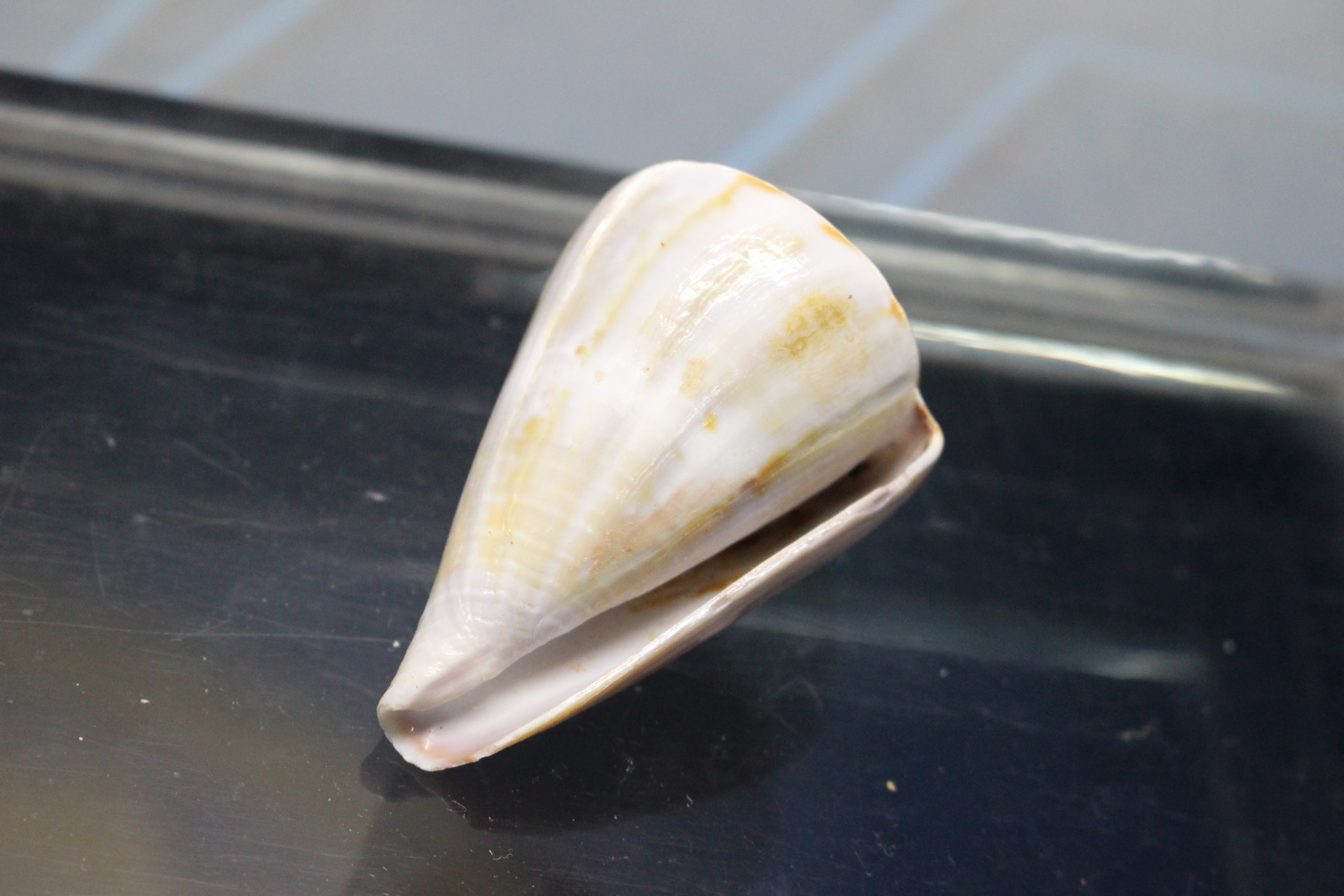 IMG_2088 Concha de Caracol marino, Conus namocanus o Flavidus, 60 mm. - Imagen 4