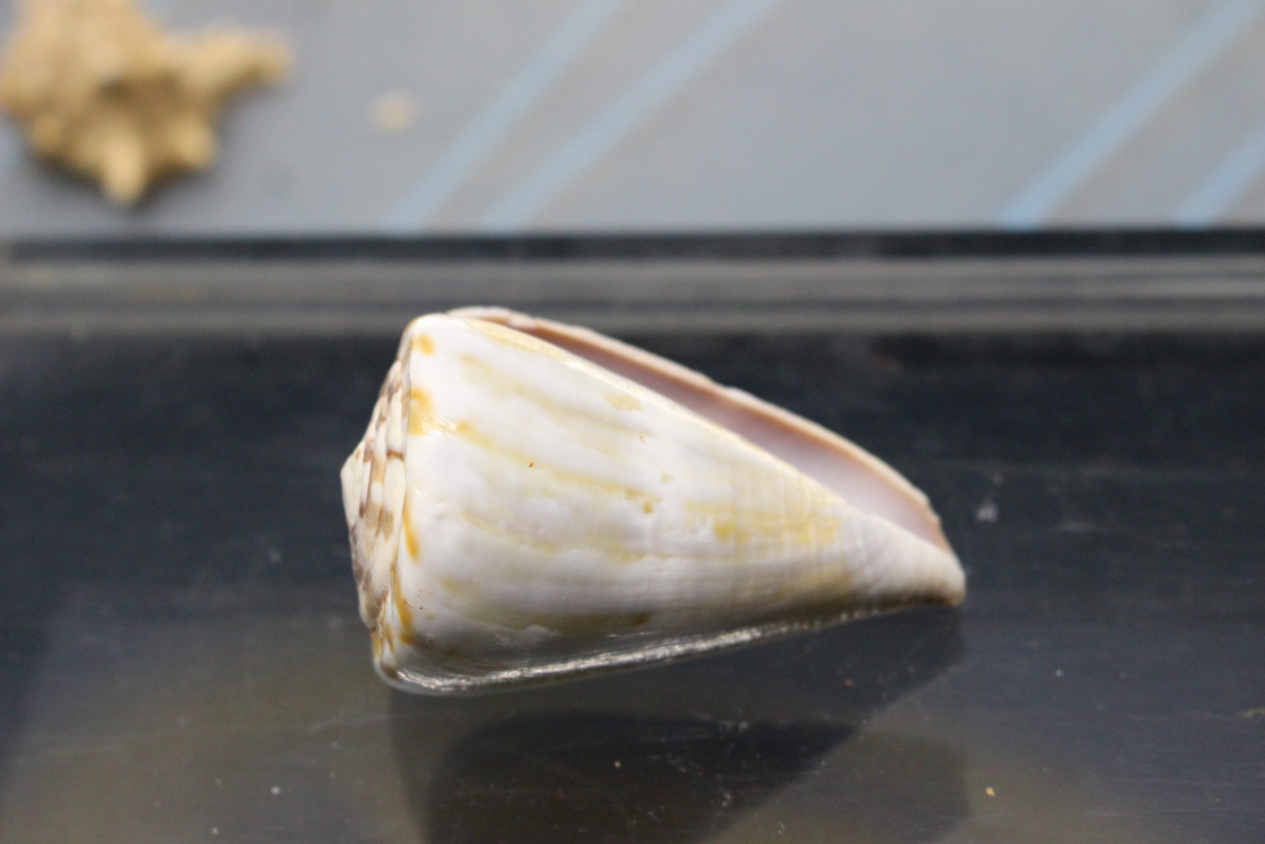 IMG_2089 Concha de Caracol marino, Conus namocanus o Flavidus, 60 mm. - Imagen 3
