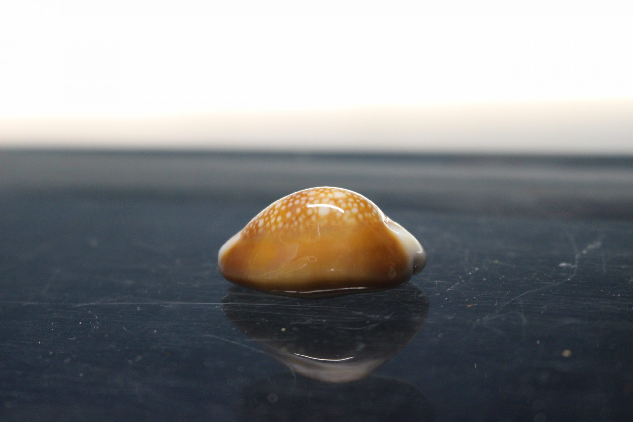 IMG_2092 Concha de Cauri, Cypraea nivosa. 27 mm. - Imagen 3