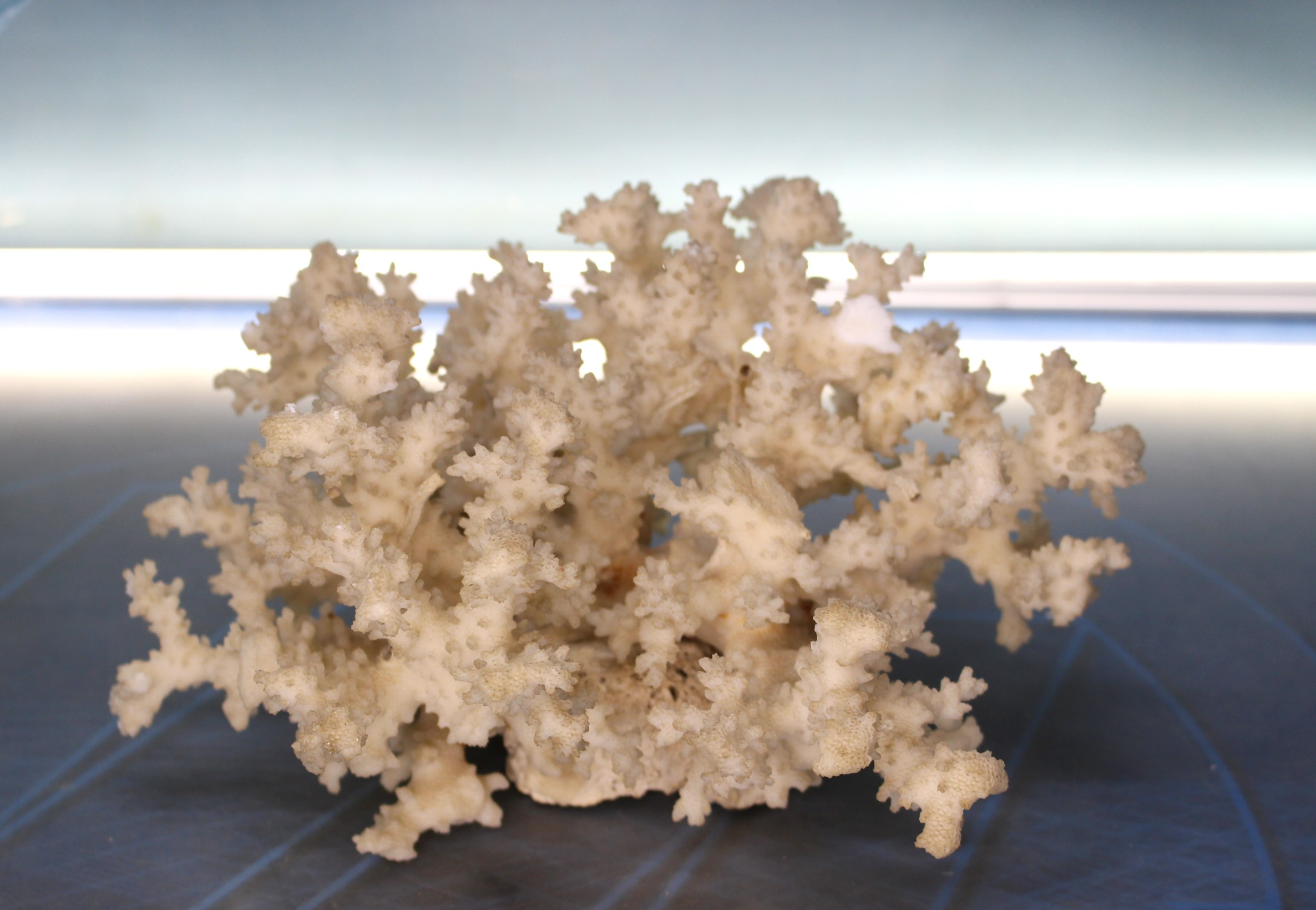Árbol de coral blanco, años 60-70.
